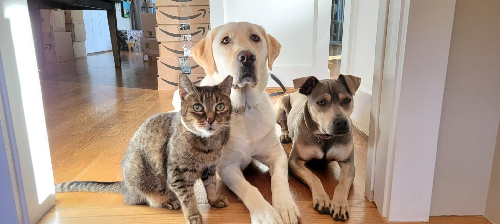 The Day The Boxes Came Home